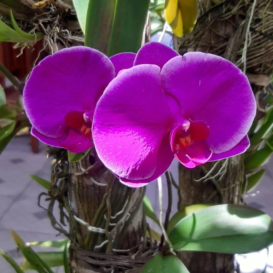 Areia Do Atlantico Hotel ปอร์โตเซกูโร ภายนอก รูปภาพ